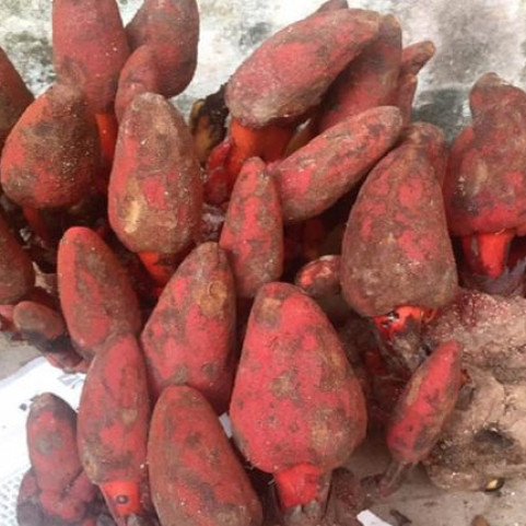 Củ tích dương Củ tích dương