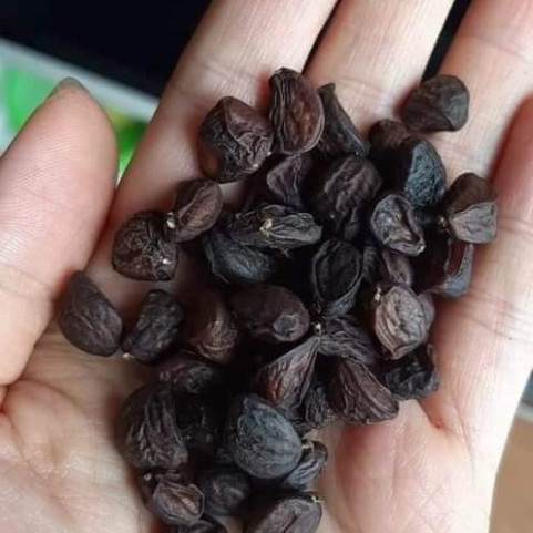 Hạt Dổi Nếp Rừng Tây Bắc Loại 1 gói 100G Hạt Dổi Nếp Rừng Tây Bắc Loại 1 gói 100G