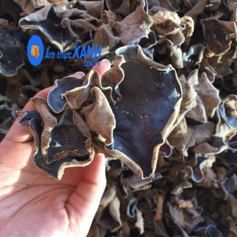 Mộc Nhĩ Rừng Hà Giang Mộc Nhĩ Rừng Hà Giang