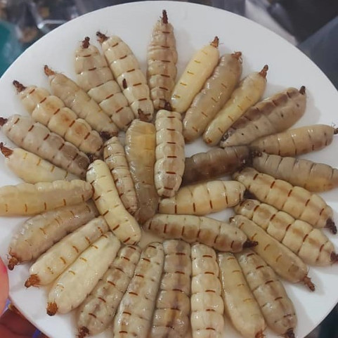 Mối Chúa Ngâm Rượu Loại Đại To Khổng Lồ – Đào Ở Rừng Mối Chúa Ngâm Rượu Loại Đại To Khổng Lồ – Đào Ở Rừng
