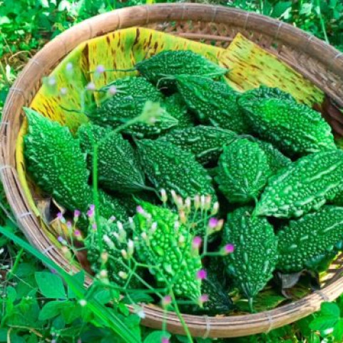 Mướp đắng rừng Mướp đắng rừng