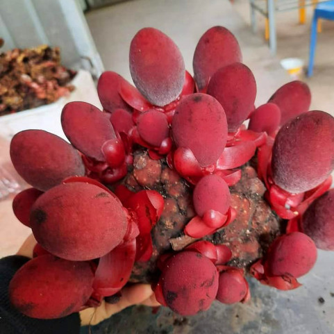 Nấm Ngọc Cẩu Hàng Chuẩn Ngâm Rượu Nấm Ngọc Cẩu Hàng Chuẩn Ngâm Rượu