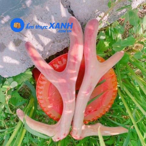 Nhung Hươu Hương Sơn – Hà Tĩnh Hàng Chuẩn Nhung Hươu Hương Sơn – Hà Tĩnh Hàng Chuẩn