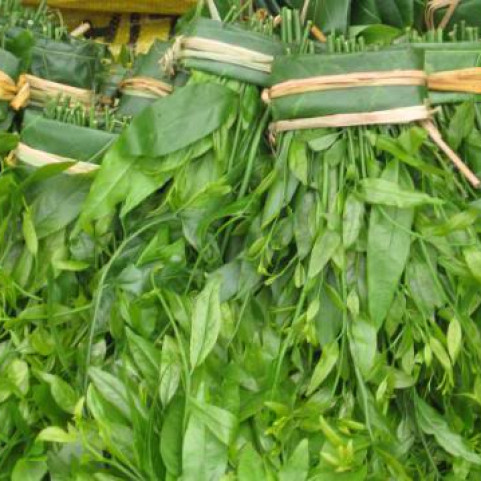 Rau sắng Rau sắng