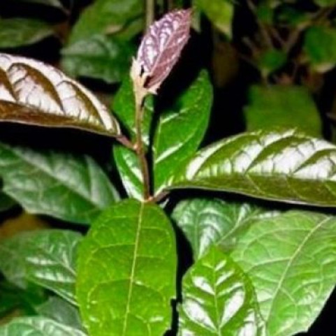 Xạ đen Xạ đen