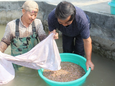 Mùa rươi bắt đầu vào tháng mấy trong năm Mùa rươi bắt đầu vào tháng mấy trong năm