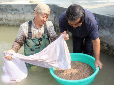Rươi có nuôi được không? cần kỹ thuật gì? Rươi có nuôi được không? cần kỹ thuật gì?
