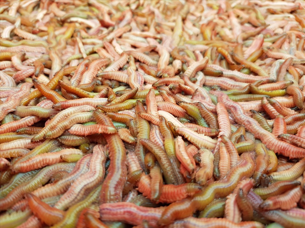 Rươi tiếng anh gọi là clam worm có hình dáng độc đáo với thân hình thon dài
